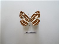 藏品(小環蛺蝶)的圖片